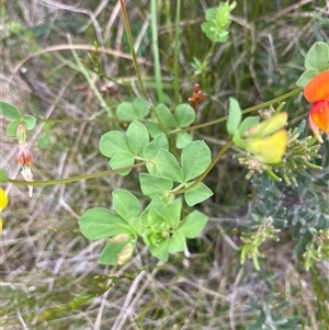 Lotus corniculatus at Rendezvous Creek, ACT - 29 Nov 2024