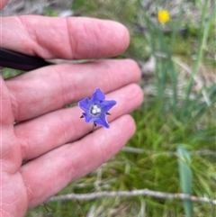 Wahlenbergia ceracea (Waxy Bluebell) at Rendezvous Creek, ACT - 29 Nov 2024 by nathkay