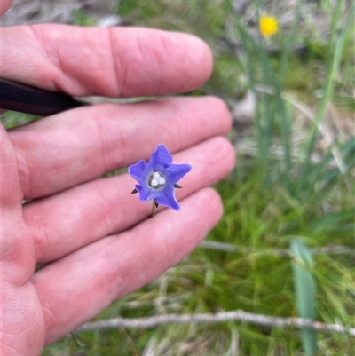 Wahlenbergia ceracea (Waxy Bluebell) at Rendezvous Creek, ACT - 29 Nov 2024 by nathkay