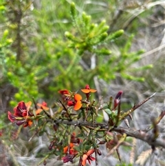 Daviesia ulicifolia subsp. ruscifolia (Broad-leaved Gorse Bitter Pea) at Rendezvous Creek, ACT - 29 Nov 2024 by nathkay