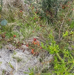 Daviesia ulicifolia subsp. ruscifolia at Rendezvous Creek, ACT - 29 Nov 2024