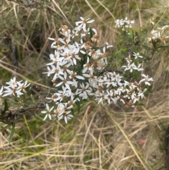 Olearia erubescens (Silky Daisybush) at Cotter River, ACT - 29 Nov 2024 by nathkay