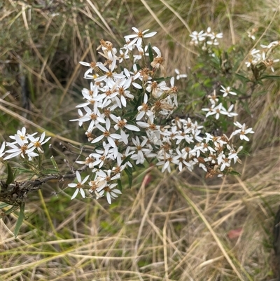 Olearia erubescens (Silky Daisybush) at Cotter River, ACT - 29 Nov 2024 by nathkay