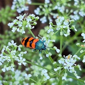 Castiarina crenata at Bungendore, NSW - suppressed