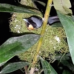 Symposiachrus trivirgatus (Australian Spectacled Monarch) at Ghan, NT - 29 Nov 2024 by Brouhaha