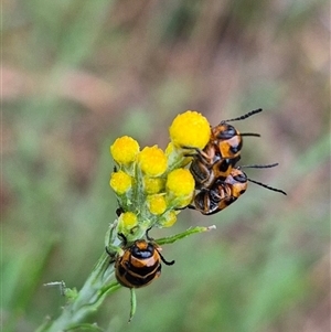 Aporocera (Aporocera) speciosa at Bungendore, NSW - suppressed