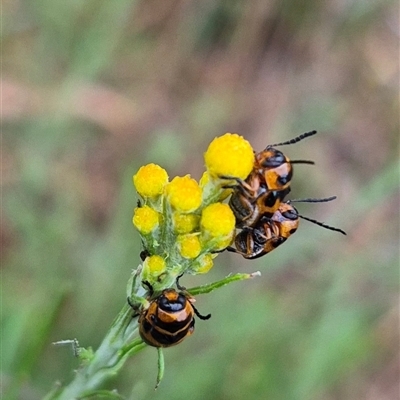 Aporocera (Aporocera) speciosa (Leaf Beetle) at Bungendore, NSW - 29 Nov 2024 by clarehoneydove