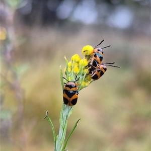 Aporocera (Aporocera) speciosa at Bungendore, NSW - suppressed