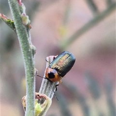 Aporocera (Aporocera) consors (A leaf beetle) at Bungendore, NSW - 29 Nov 2024 by clarehoneydove