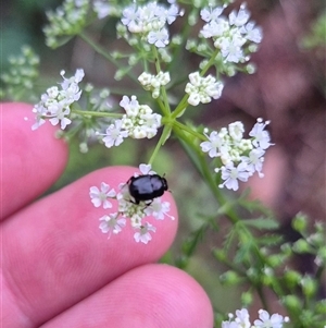 Onthophagus sp. (genus) at suppressed - suppressed