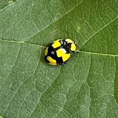 Illeis galbula (Fungus-eating Ladybird) at Ainslie, ACT - 28 Nov 2024 by Pirom