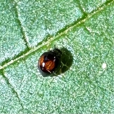 Serangium sp. (Ladybird beetle) at Ainslie, ACT - 21 Nov 2024 by Pirom