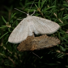 Poecilasthena scoliota (A Geometer moth (Larentiinae)) at Freshwater Creek, VIC - 31 May 2020 by WendyEM