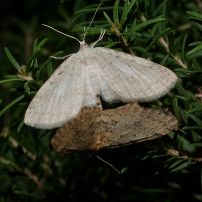 Poecilasthena scoliota (A Geometer moth (Larentiinae)) at Freshwater Creek, VIC - 31 May 2020 by WendyEM