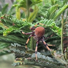 Araneus hamiltoni at Bungendore, NSW - 29 Nov 2024 by clarehoneydove