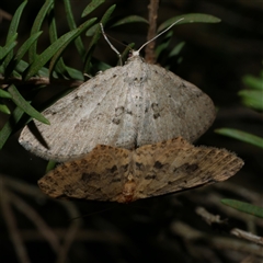 Poecilasthena scoliota (A Geometer moth (Larentiinae)) at Freshwater Creek, VIC - 29 May 2020 by WendyEM