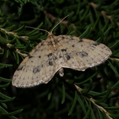 Poecilasthena scoliota (A Geometer moth (Larentiinae)) at Freshwater Creek, VIC - 29 May 2020 by WendyEM