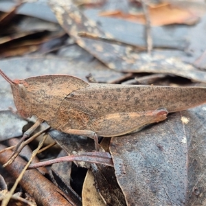 Goniaea australasiae at Bungendore, NSW - suppressed