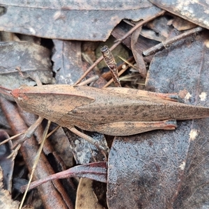 Goniaea australasiae at Bungendore, NSW - suppressed