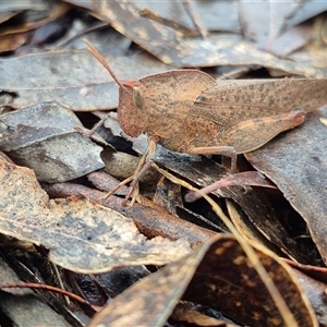 Goniaea australasiae at Bungendore, NSW - suppressed