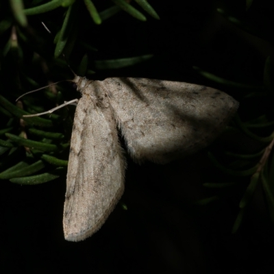 Poecilasthena scoliota (A Geometer moth (Larentiinae)) at Freshwater Creek, VIC - 29 May 2020 by WendyEM