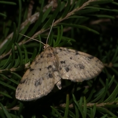 Poecilasthena scoliota (A Geometer moth (Larentiinae)) at Freshwater Creek, VIC - 29 May 2020 by WendyEM