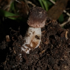 zz agaric (stem; gill colour unknown) at Freshwater Creek, VIC - 28 May 2020 by WendyEM