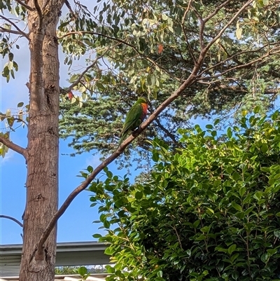 Trichoglossus moluccanus (Rainbow Lorikeet) at Mount Kembla, NSW - 18 Nov 2024 by BackyardHabitatProject