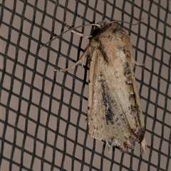 Leucania obumbrata (Lesser Armyworm) at Freshwater Creek, VIC - 17 May 2020 by WendyEM