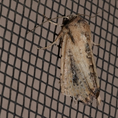 Leucania obumbrata (Lesser Armyworm) at Freshwater Creek, VIC - 17 May 2020 by WendyEM