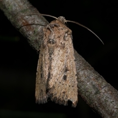 Leucania obumbrata (Lesser Armyworm) at Freshwater Creek, VIC - 17 May 2020 by WendyEM