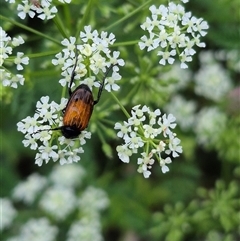 Phyllotocus macleayi (Nectar scarab) at Bungendore, NSW - 29 Nov 2024 by clarehoneydove