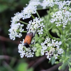 Phyllotocus macleayi at Bungendore, NSW - 29 Nov 2024