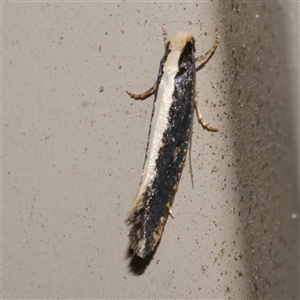 Monopis ethelella (Dead Sheep's Moth) at Freshwater Creek, VIC by WendyEM