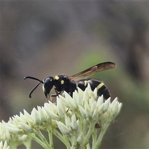 Eumeninae (subfamily) (Unidentified Potter wasp) at Bungendore, NSW by clarehoneydove