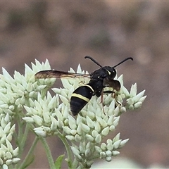 Eumeninae (subfamily) at Bungendore, NSW - 29 Nov 2024 10:31 AM