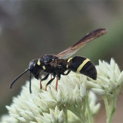 Eumeninae (subfamily) at Bungendore, NSW - 29 Nov 2024 10:31 AM