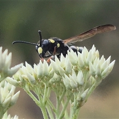 Eumeninae (subfamily) at Bungendore, NSW - 29 Nov 2024 10:31 AM