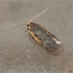 Hoplostega ochroma (a Eulechria Group moth) at Freshwater Creek, VIC - 18 May 2020 by WendyEM