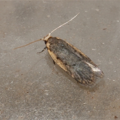 Hoplostega ochroma (a Eulechria Group moth) at Freshwater Creek, VIC - 18 May 2020 by WendyEM