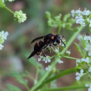 Paralastor sp. (genus) at Bungendore, NSW - suppressed