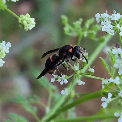 Paralastor sp. (genus) (Potter Wasp) at Bungendore, NSW - 29 Nov 2024 by clarehoneydove