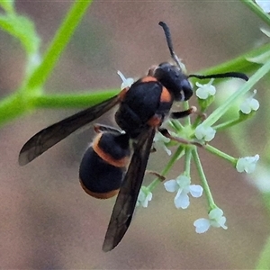 Paralastor sp. (genus) at Bungendore, NSW - suppressed