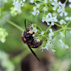 Paralastor sp. (genus) at Bungendore, NSW - suppressed