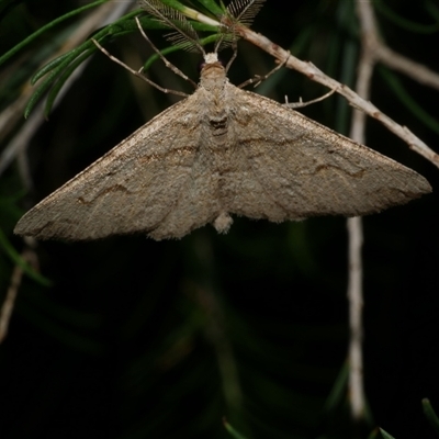 Syneora fractata (Ennominae) at Freshwater Creek, VIC - 18 May 2020 by WendyEM