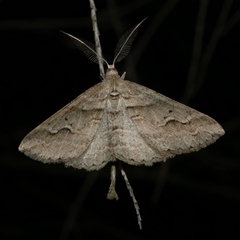 Syneora fractata (Ennominae) at Freshwater Creek, VIC - 18 May 2020 by WendyEM