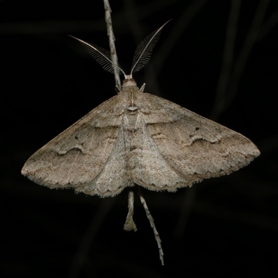 Syneora fractata (Ennominae) at Freshwater Creek, VIC - 18 May 2020 by WendyEM