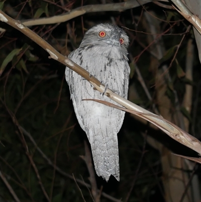 Podargus strigoides (Tawny Frogmouth) at Freshwater Creek, VIC - 18 May 2020 by WendyEM