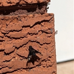 Meomyia sp. (Bee fly) at Mount Kembla, NSW - 22 Nov 2024 by BackyardHabitatProject