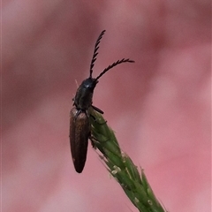 Dicteniophorus sp. (genus) (A click beetle) at Monga, NSW - 28 Nov 2024 by clarehoneydove